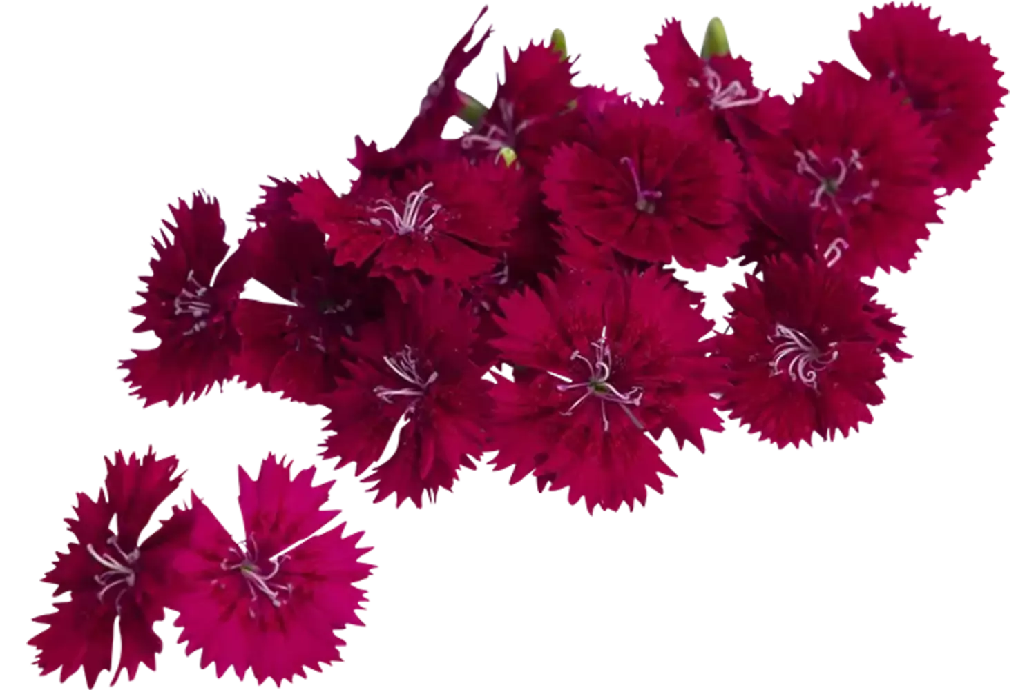 Fivola blossom schaal 50st